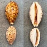 #5 Cypraea lynx Lot 30-410mm F+ Mauritius
