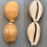 Cypraea vitellus Lot 70-72mm F No Data