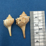 #5 Murex Vokesimurex Elenensis Tricornis x2 27-33mm Puerto Penasco Mexico Beach