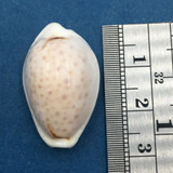 #26 27.3mm Cypraea (Naria) Boivinii Netted, Negros Island, Philippines