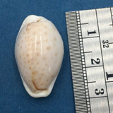 #25 26.7mm Cypraea (Naria) Boivinii Netted, Negros Island, Philippines