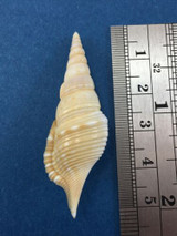 #1 Tibia Powisi 49mm No Data Strombidae