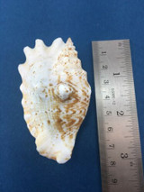 #2 Strombus Sinustrombus Sinuatus 72mm Dived Cebu Philippines Data Strombidae