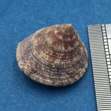 #17 Calliostoma tampaensis 17.5mm W/O Pompano Hump, Gullivan Bay Florida Shallow