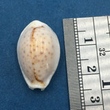 #20 23mm Cypraea (Naria) Boivinii Netted, Negros Island, Philippines