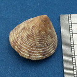 #2 Calliostoma tampaensis 20.9mm W/O Pompano Hump, Gullivan Bay, Florida Shallow