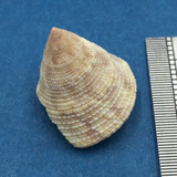 #28 Calliostoma tampaensis 19.9mm Pompano Hump, Gullivan Bay Florida Shallow