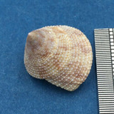 #27 Calliostoma tampaensis 17.3mm Pompano Hump, Gullivan Bay Florida Shallow