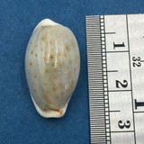 #18 24.4mm Cypraea (Naria) Boivinii Netted, Negros Island, Philippines