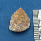 #24 Calliostoma tampaensis 18.5mm Pompano Hump, Gullivan Bay Florida Shallow