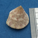 #22 Calliostoma tampaensis 18.2mm Pompano Hump, Gullivan Bay Florida Shallow