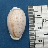 #15 25.5mm Cypraea (Naria) Boivinii Netted, Negros Island, Philippines