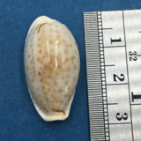#10 26.7mm Cypraea (Naria) Boivinii Netted, Negros Island, Philippines