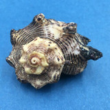 #7 Angaria delphinus 47mm W/O Broome, Western Australia