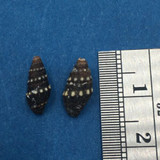 Crassispira Nymphia Lot Of 2 11.8mm Mulege Baja Mexico Under Rocks 2' Turridae