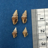 #1 Clavus Bilineatus Set Of 4 8-12mm Netted 80fms Cebu Philippines 1980 Turridae