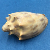 #5 Cymbiola nivosa oblita 51mm Port Hedland, Western Australia Volutidae