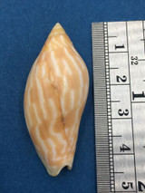 #3 Amoria Guttata 42mm Capricorn Channel Queensland Australia