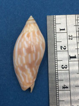 #2 Amoria Guttata 38.1mm Capricorn Channel Queensland Australia