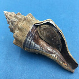 #6 Pugilina Morio 88mm W/O Periostracum Mouth Of Rio Macapa, Piaui, Brazil