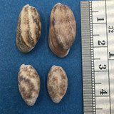 #3 Bulla striata Set x4 15-22mm Monastir, Tunisia On Beach