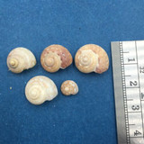 #1 Ilanga laevissima Set x5 7-14mm Trawled 150m Agulhas Bank S. Africa Crabbed #1 Ilanga laevissima Set x5 7-14mm Trawled 150m Agulhas Bank S. Africa Crabbed