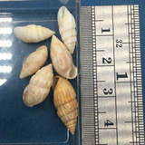 Otopleura mitralis Set x6 12-18mm W/Data S. Africa, Mauritius, Seychelles etc