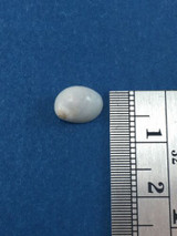 Mammilla Melanostoma 9.35mm W/O Topatii Huahine Island Full Data