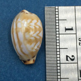 #17 Cypraea (Palmadusta) ziczac 18.4mm Bohol, Philippines, Shallow Water