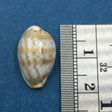 #26 Cypraea (Palmadusta) ziczac 18mm Bohol, Philippines, Shallow Water