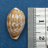 #28 Cypraea (Palmadusta) ziczac 18.3mm Bohol, Philippines, Shallow Water