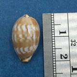 #30 Cypraea (Palmadusta) ziczac 19.3mm Bohol, Philippines, Shallow Water