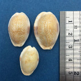 #12 Cypraea (Naria) erosa Set x3 23-28mm Cebu Philippines