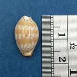 #51 Cypraea (Palmadusta) ziczac 16.5mm Bohol, Philippines, Shallow Water