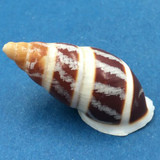 #13 Dolichostyla virgata 40mm Romblon Island Philippines From Trees In Mountains