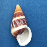 #3 Dolichostyla virgata 44mm Romblon Island, Philippines From Trees In Mountains