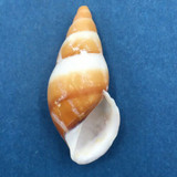 #7 Dolichostyla virgata 45mm Romblon Island, Philippines From Trees In Mountains