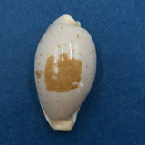 #6 Cypraea (Palmadusta) saulae 24.7mm Masbate, Philippines Dived 15m