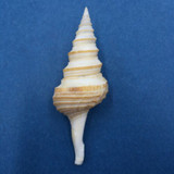 Gemmula speciosa 64mm Negros Island, Philippines, Dived, 10m