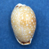 #13 Cypraea (Naria) labrolineata 17.9mm Samar Island, Philippines, Dived, 10m