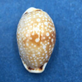 #31 Cypraea (Naria) labrolineata 17mm Samar Island, Philippines, Dived, 10m