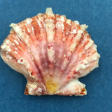 #3 Mirapecten mirificus 29mm Negros Island, Philippines, Dived, 10m