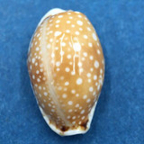 #18 Cypraea (Naria) labrolineata 17.5mm Samar Island, Philippines, Dived, 10m