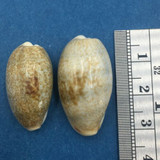 #4 Cypraea (Erronea) errones Set x2 26-29mm Netted, Negros Island, Philippines