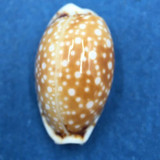 #22 Cypraea (Naria) labrolineata 18.1mm Samar Island, Philippines, Dived, 10m