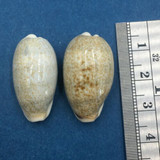 #3 Cypraea (Erronea) errones Set x2 28mm Netted, Negros Island, Philippines