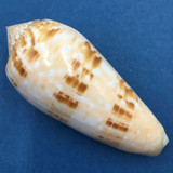 #2 Conus (Textilia) dusaveli 76mm Cebu Island, Philippines, In Fish Net, 80-90m