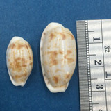 #2 Cypraea (Talostolida) teres Set x2 20-28mm Netted, Negros Island, Philippines