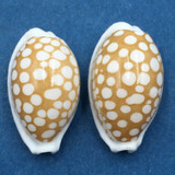 #44 Cypraea cribraria Set x2 21-22mm Samar Island, Philippines, Dived, 15m