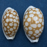 #47 Cypraea cribraria Set x2 20-23mm Samar Island, Philippines, Dived, 15m